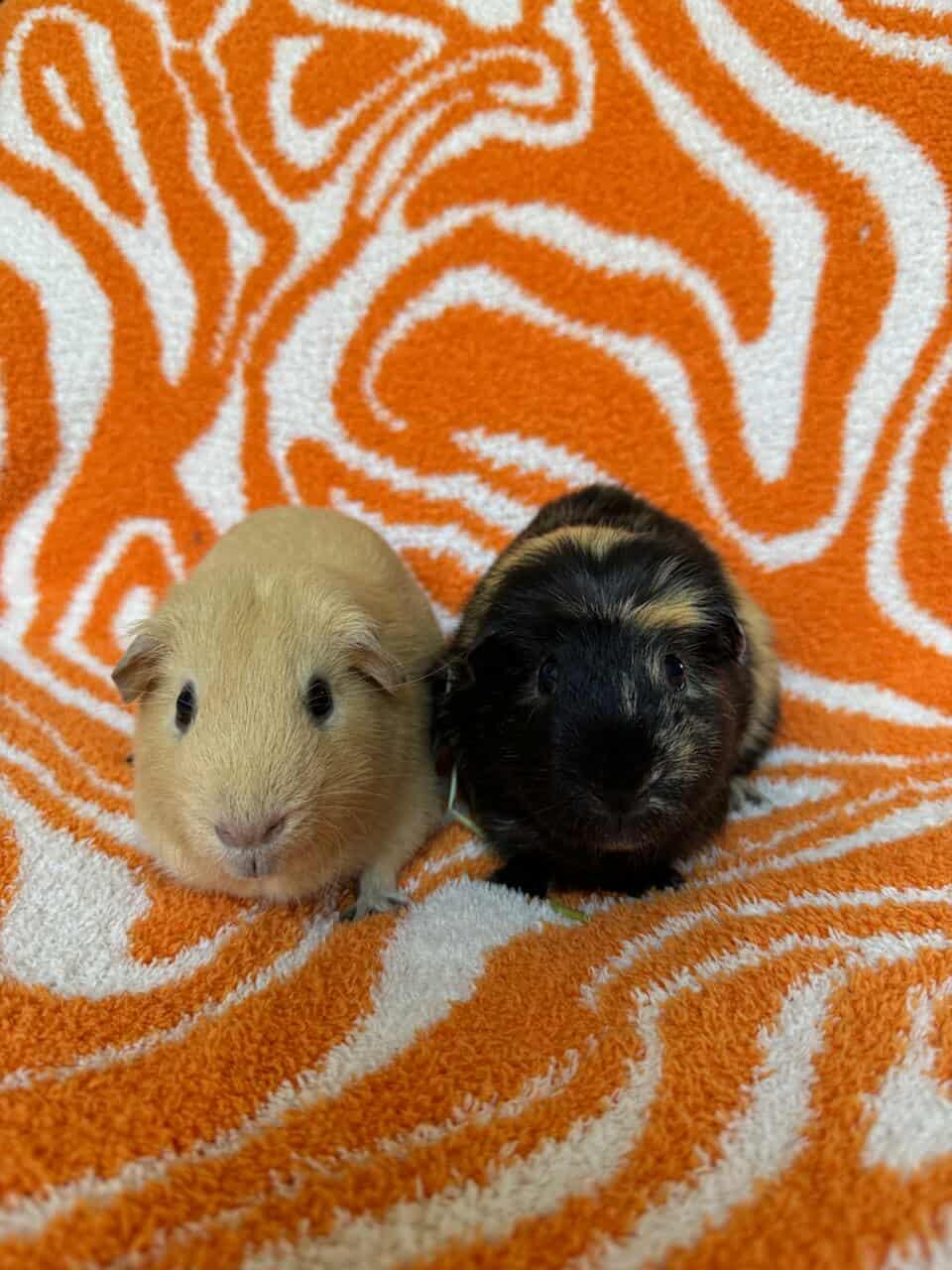 Butcher + Hughie bonded pair, Adoptable, Adult Male Guinea Pig.