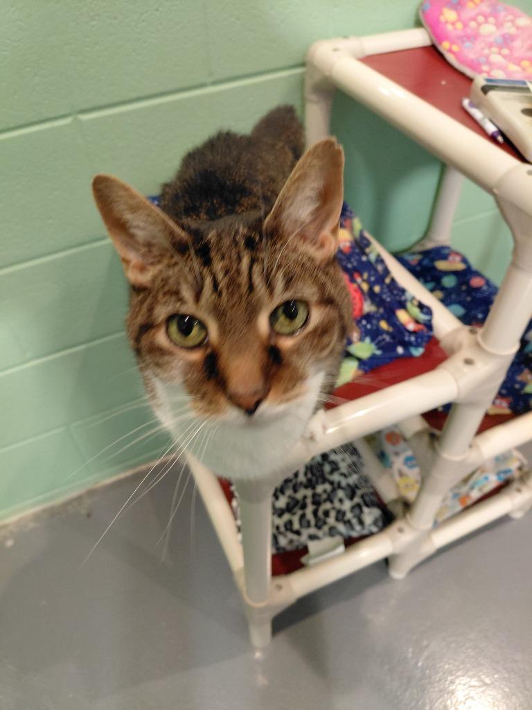 Calvin, ADOPTABLE, Senior • Male, Domestic Short Hair & American Bobtail.
