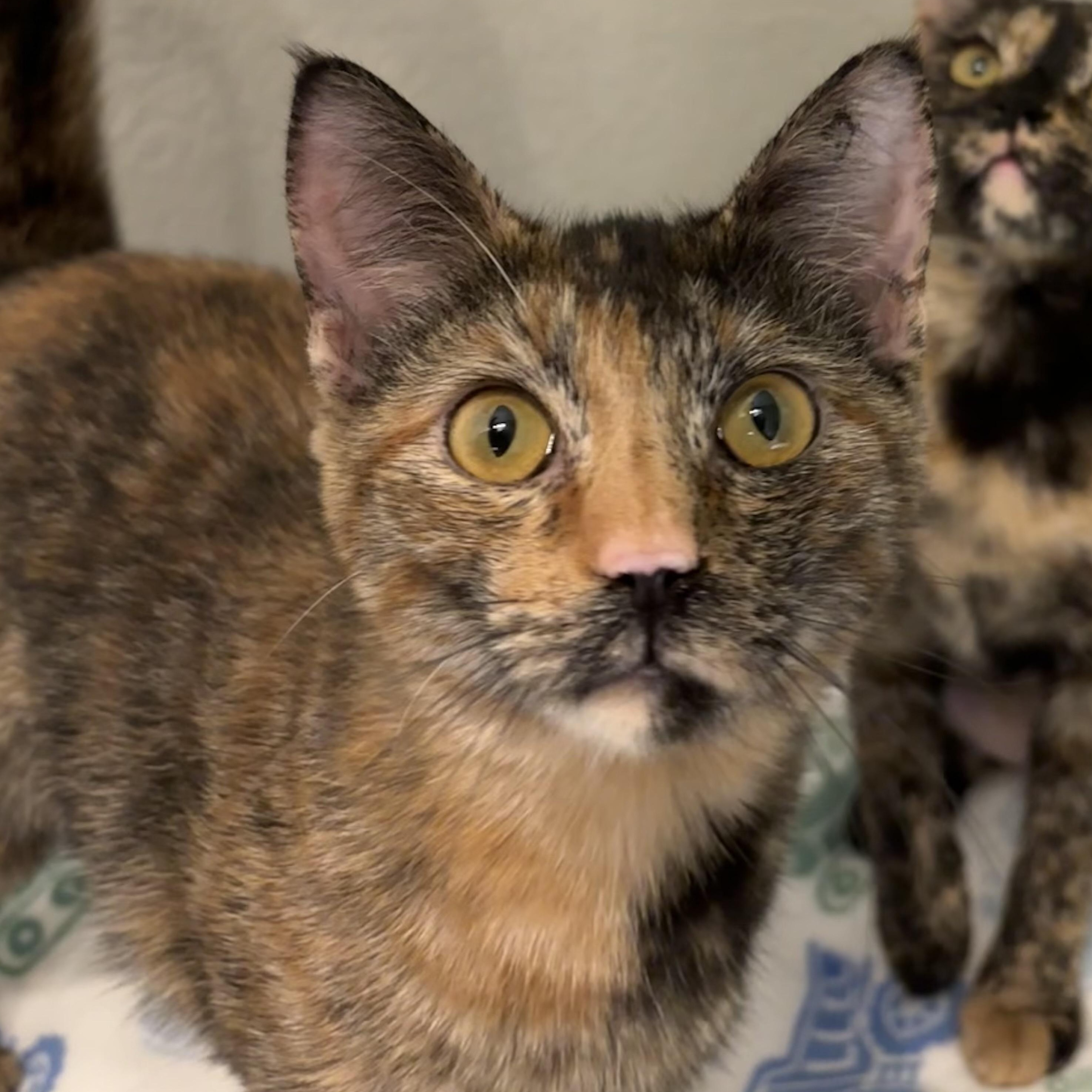 Halo, ADOPTABLE, Young Female Domestic Short Hair.