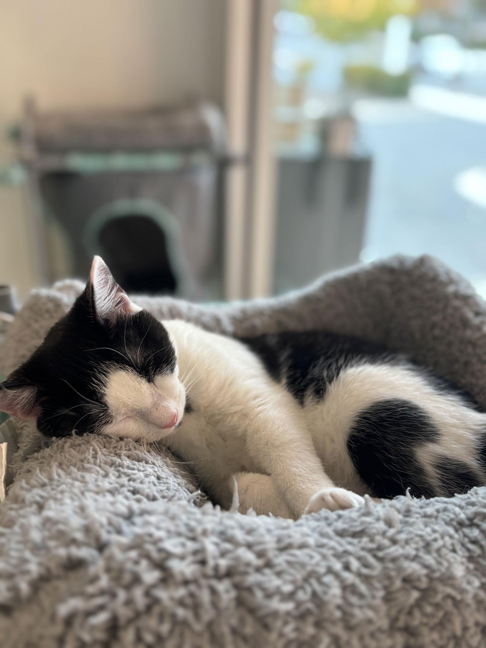 Petunia, Adoptable, Young Female Domestic Short Hair.