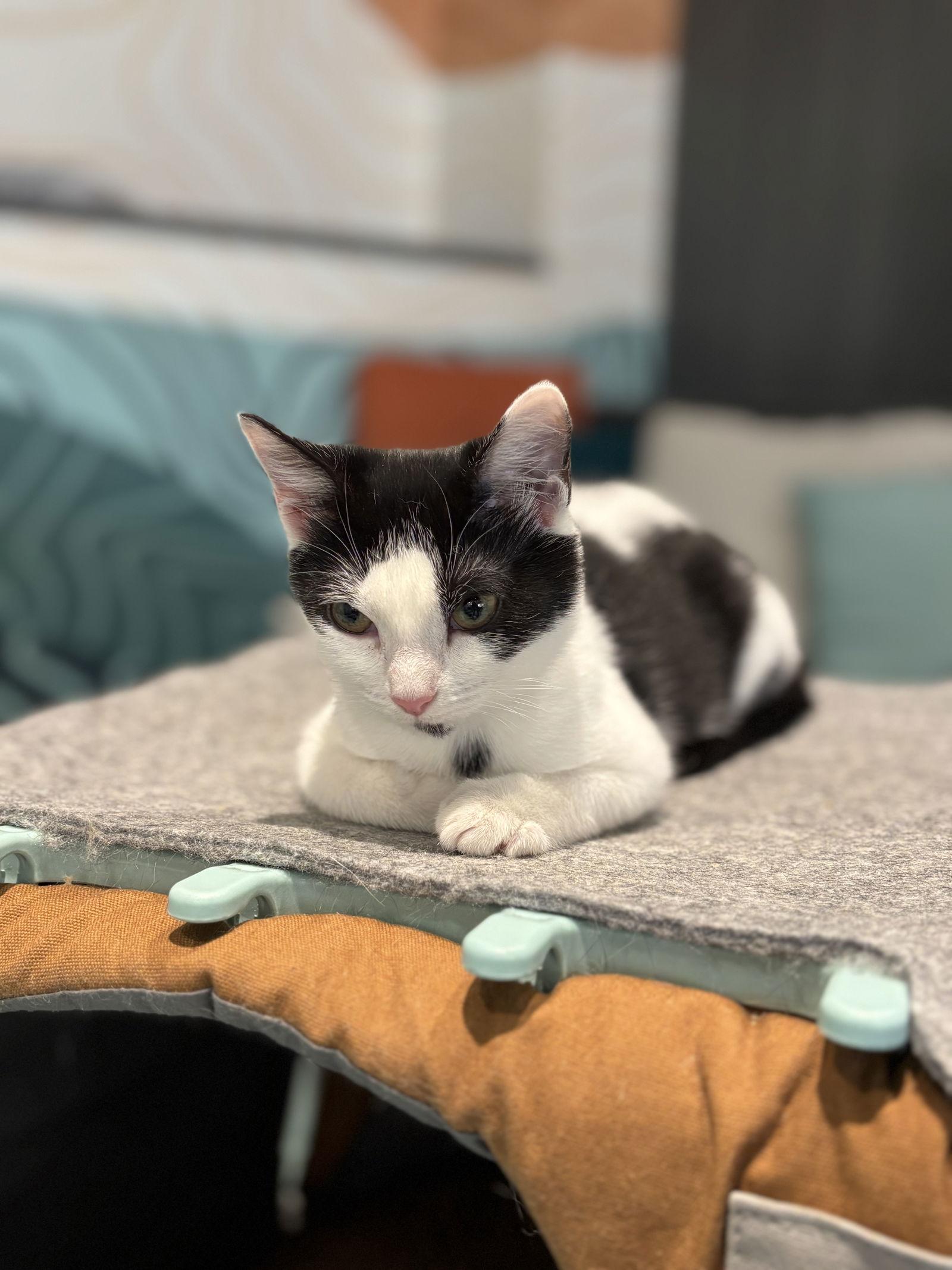 Petunia, a Adoptable mixed breed in Oakboro , NC image 2/3