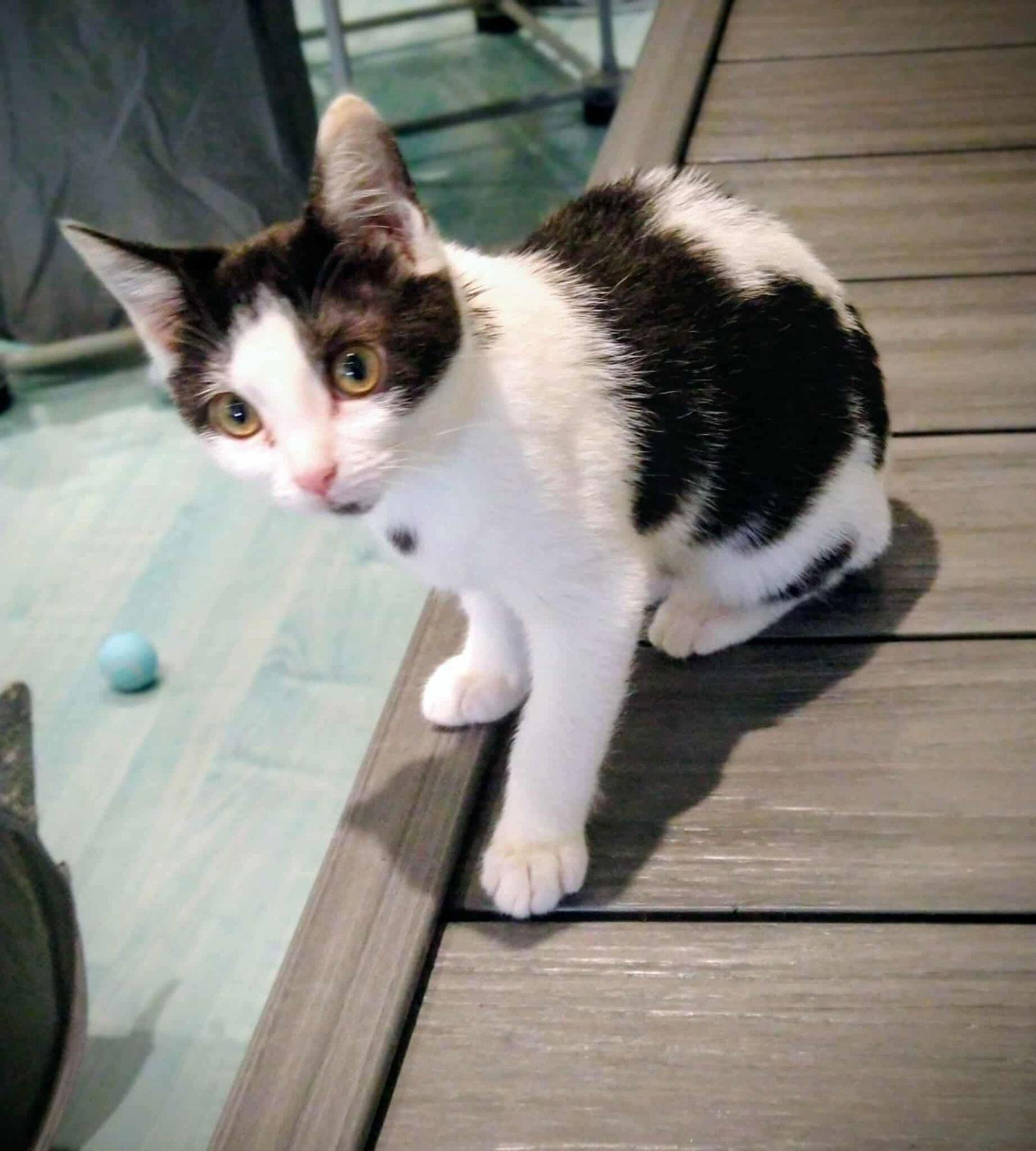 Petunia, a Adoptable mixed breed in Oakboro , NC image 3/3