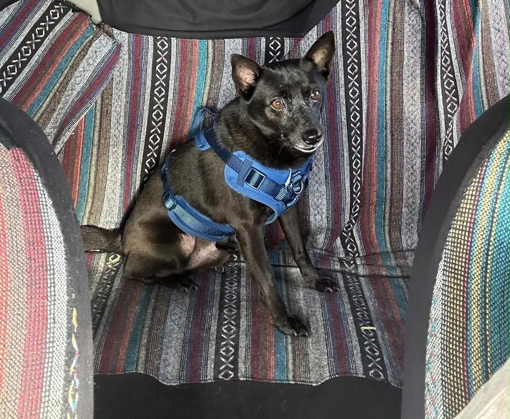 Enlarge Andres, a Adoptable mixed breed in St. Petersburg, FL image 2/4