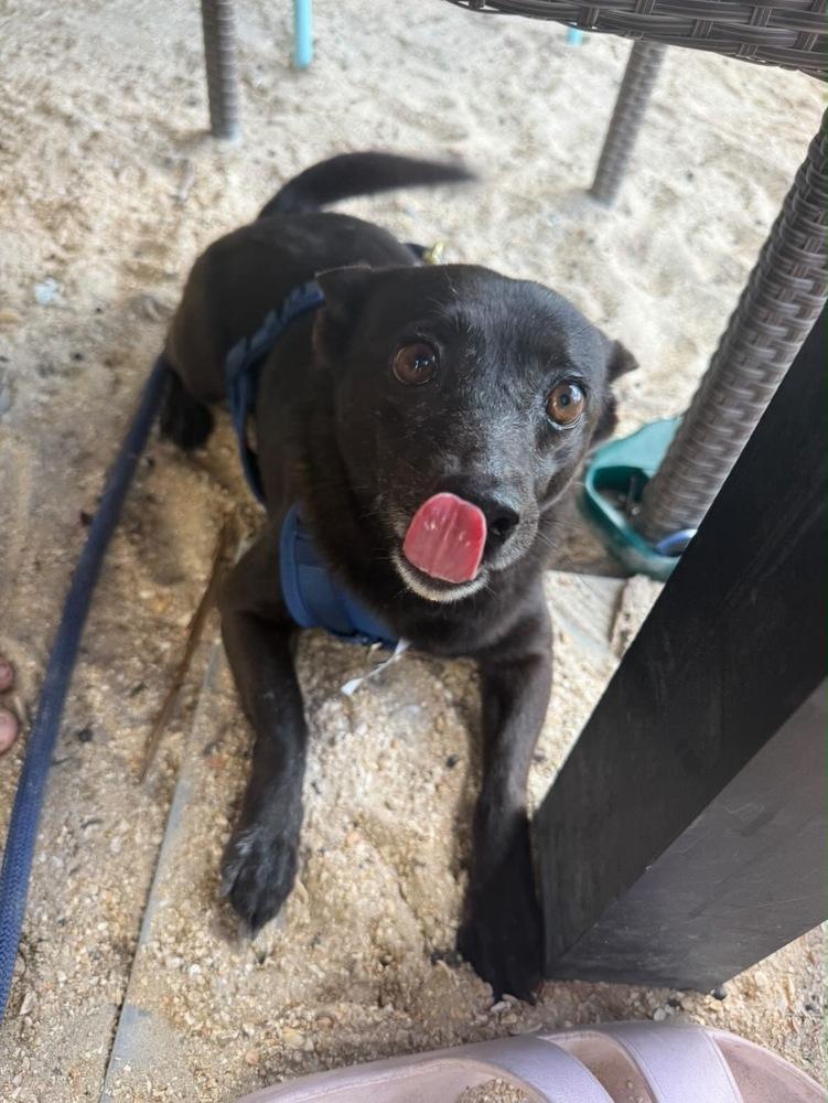 Enlarge Andres, a Adoptable mixed breed in St. Petersburg, FL image 4/4