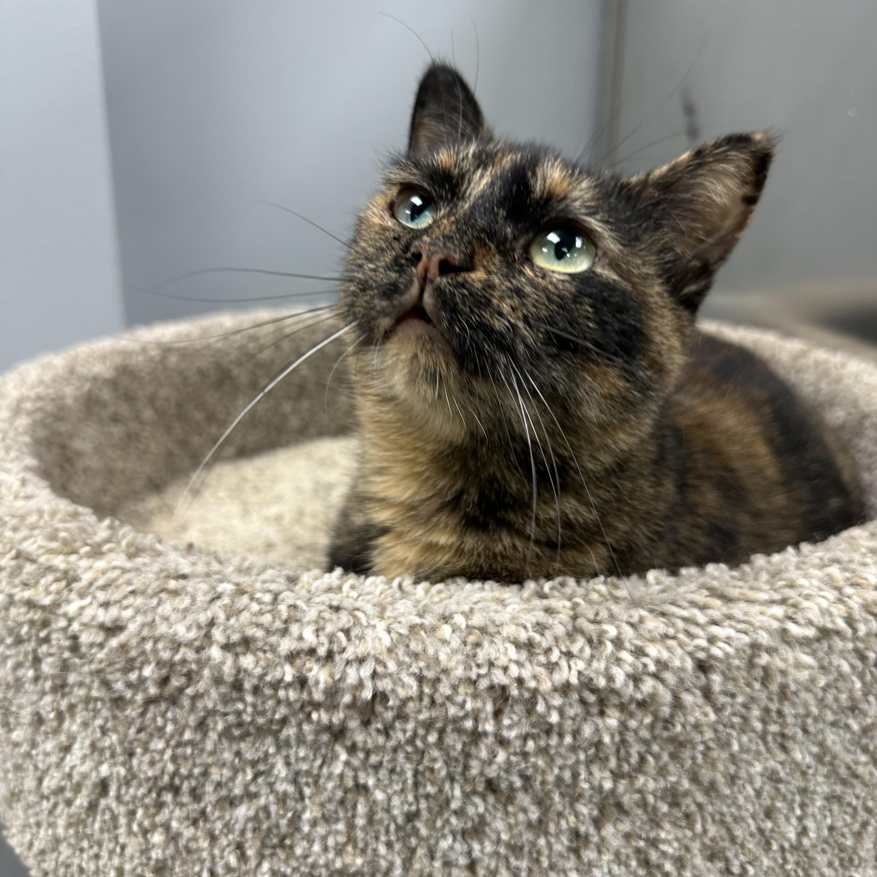 Tina, a Adoptable mixed breed in Blaine , MN image 4/5