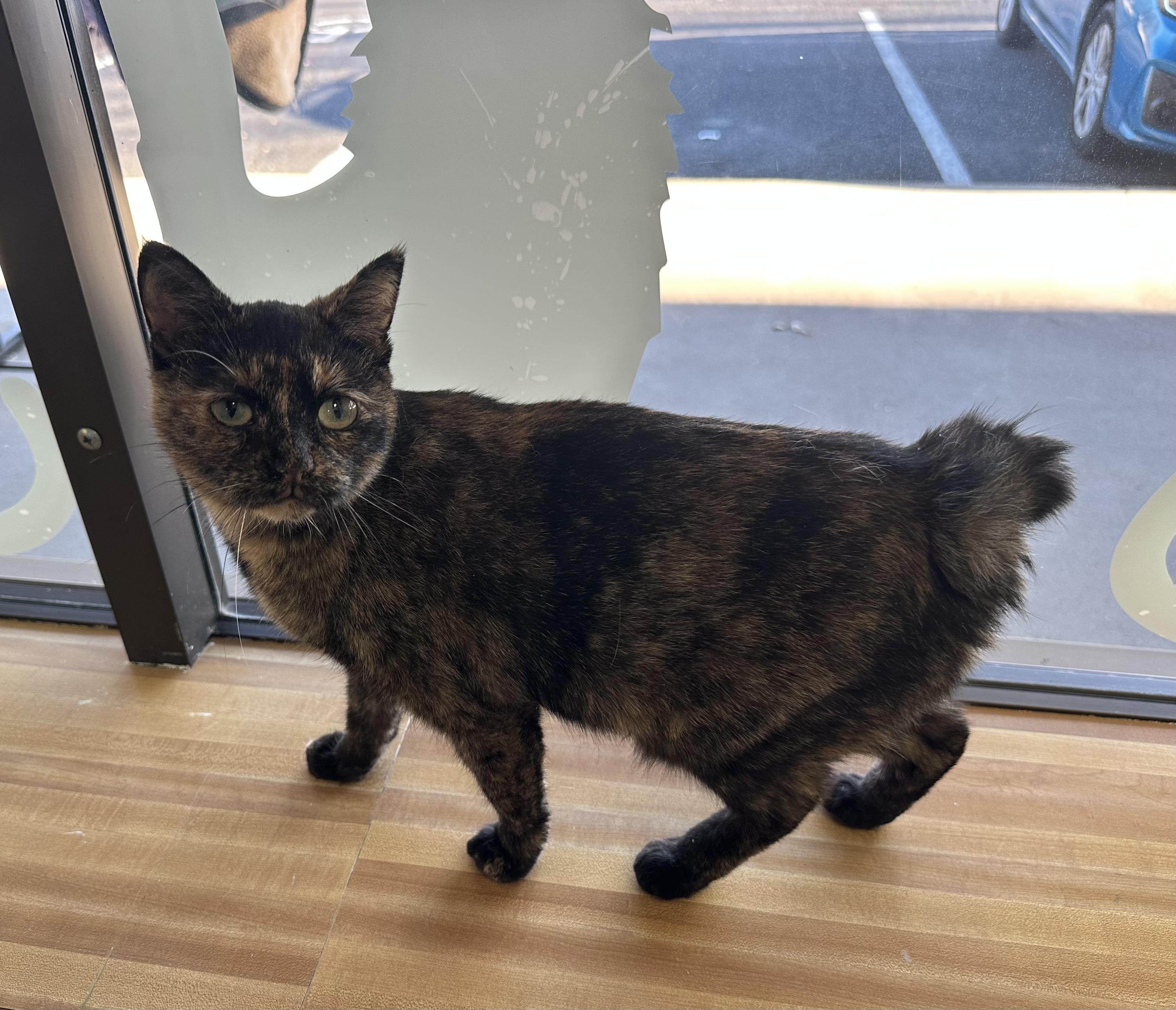 Tina, a Adoptable mixed breed in Blaine , MN image 5/5