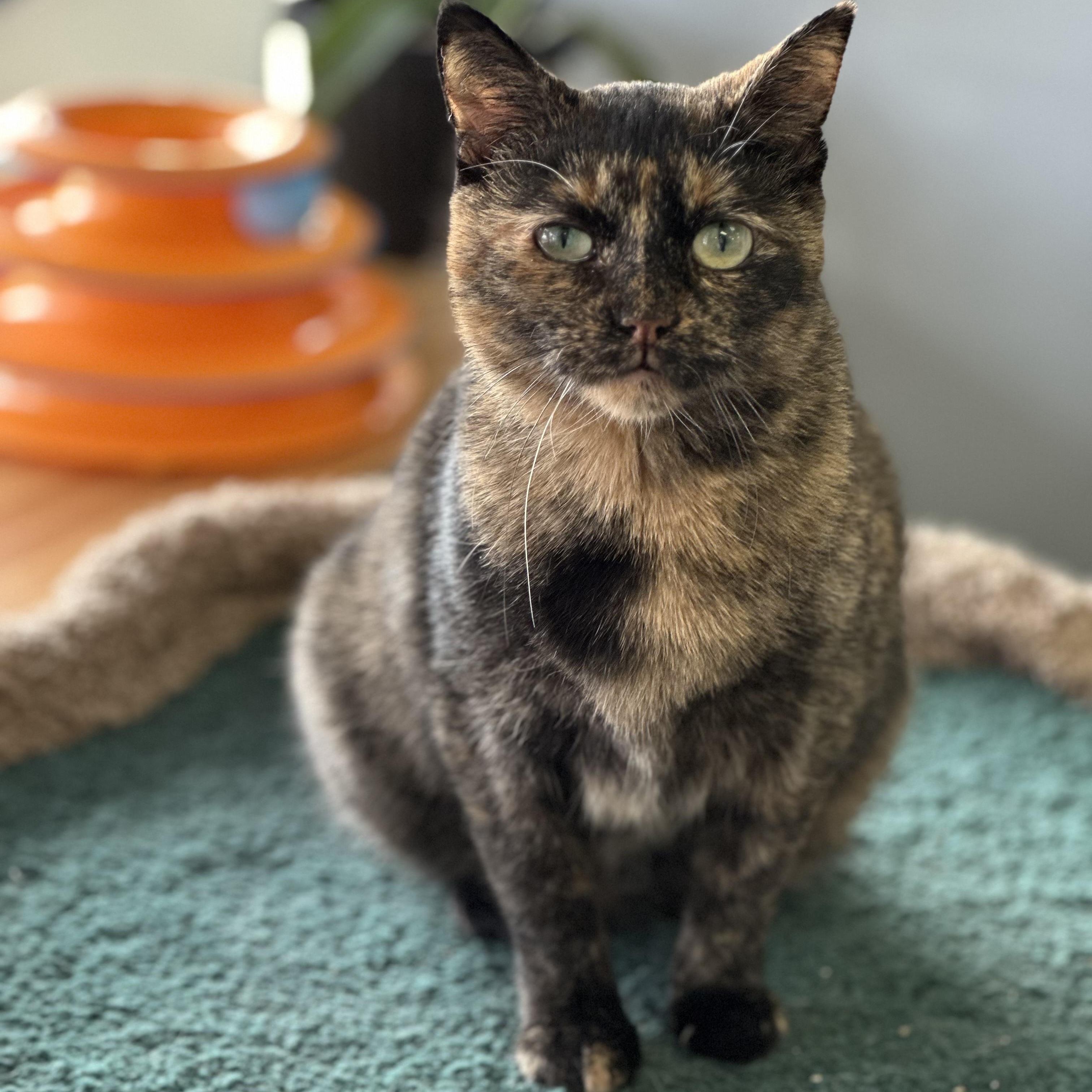 Tina, Adoptable, Adult Female Tortoiseshell & American Bobtail.