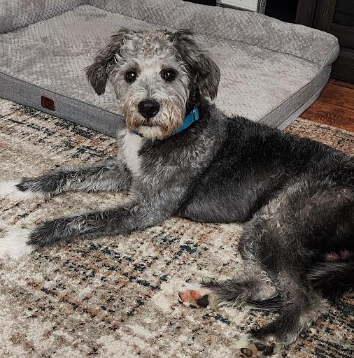 Chester, Adoptable, Puppy Male Labradoodle.