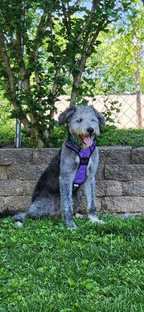 Chester, a Adoptable Labradoodle in Oswego, IL image 3/5