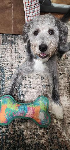 Chester, a Adoptable Labradoodle in Oswego, IL image 5/5