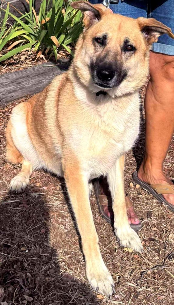 Heidi, a Adoptable Pumi in Santa Clarita, CA image 1/2