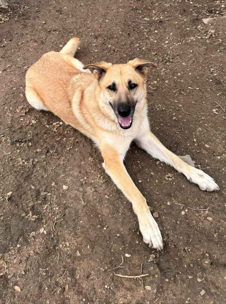 Heidi, a Adoptable Pumi in Santa Clarita, CA image 2/2