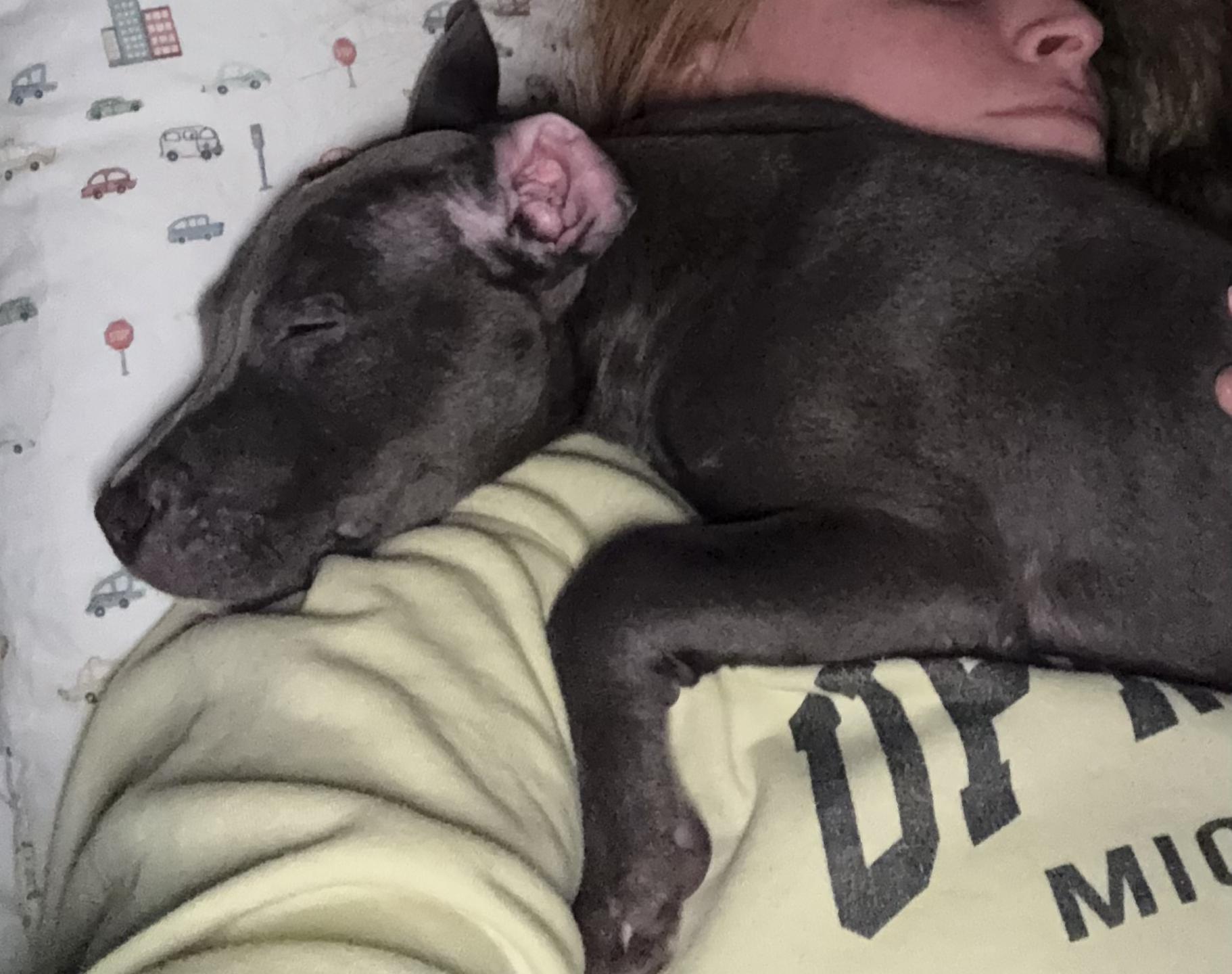 Enlarge Benny, a ADOPTABLE Pit Bull Terrier in Bloomfield Hills, MI image 3/3