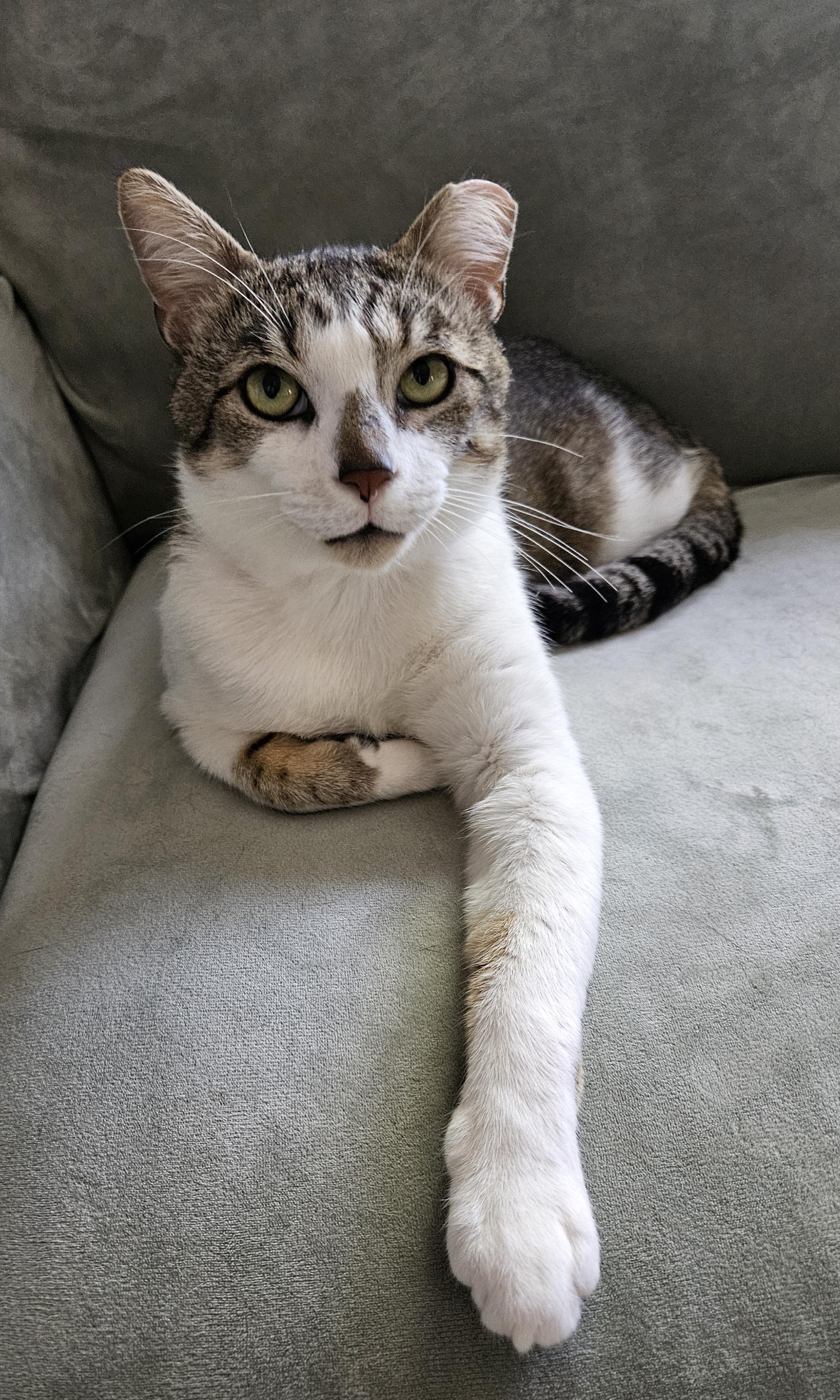 Enlarge Vito, a Adopted Tabby in Mount Clemens, MI image 3/5