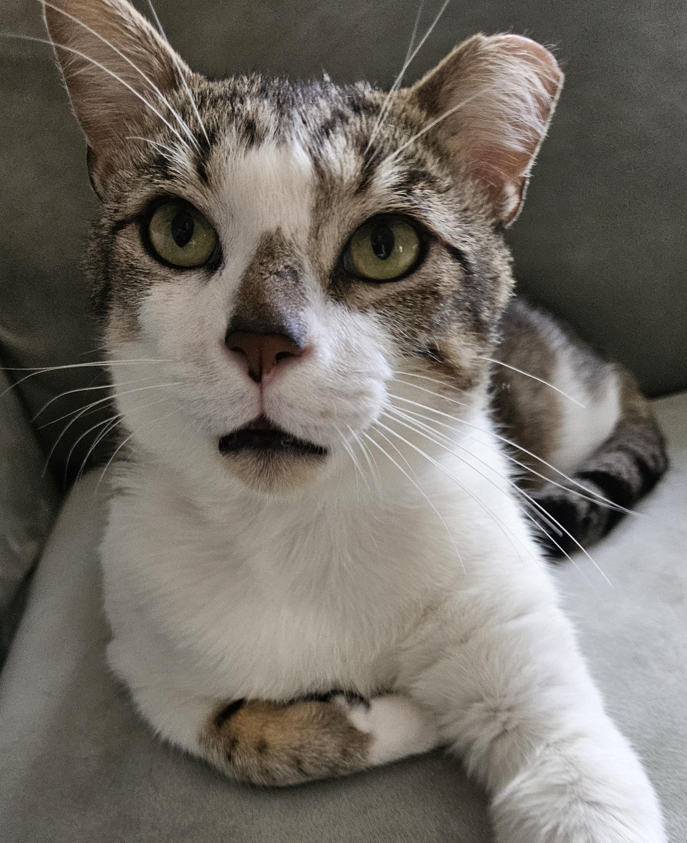 Enlarge Vito, a Adopted Tabby in Mount Clemens, MI image 4/5