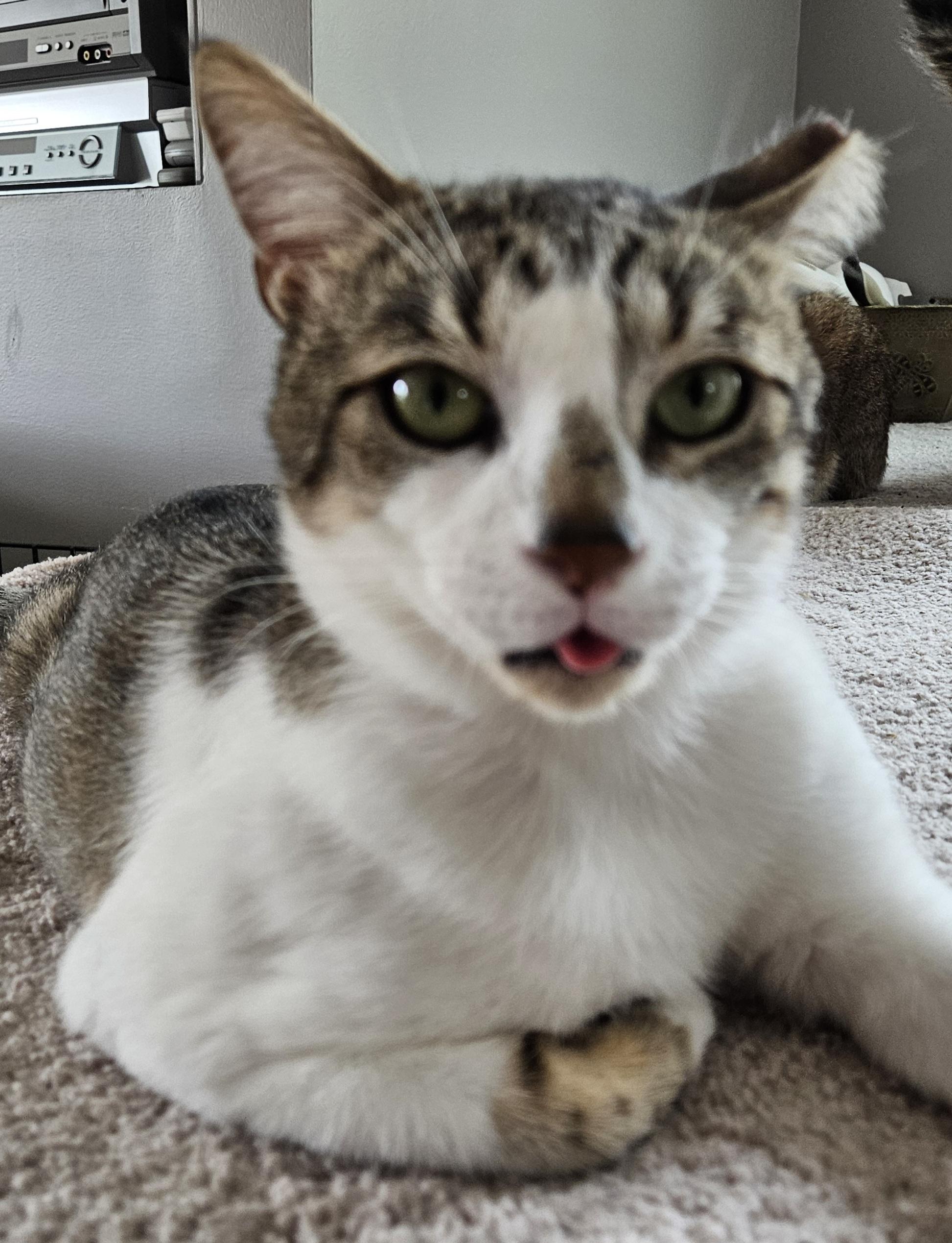 Enlarge Vito, a Adopted Tabby in Mount Clemens, MI image 5/5