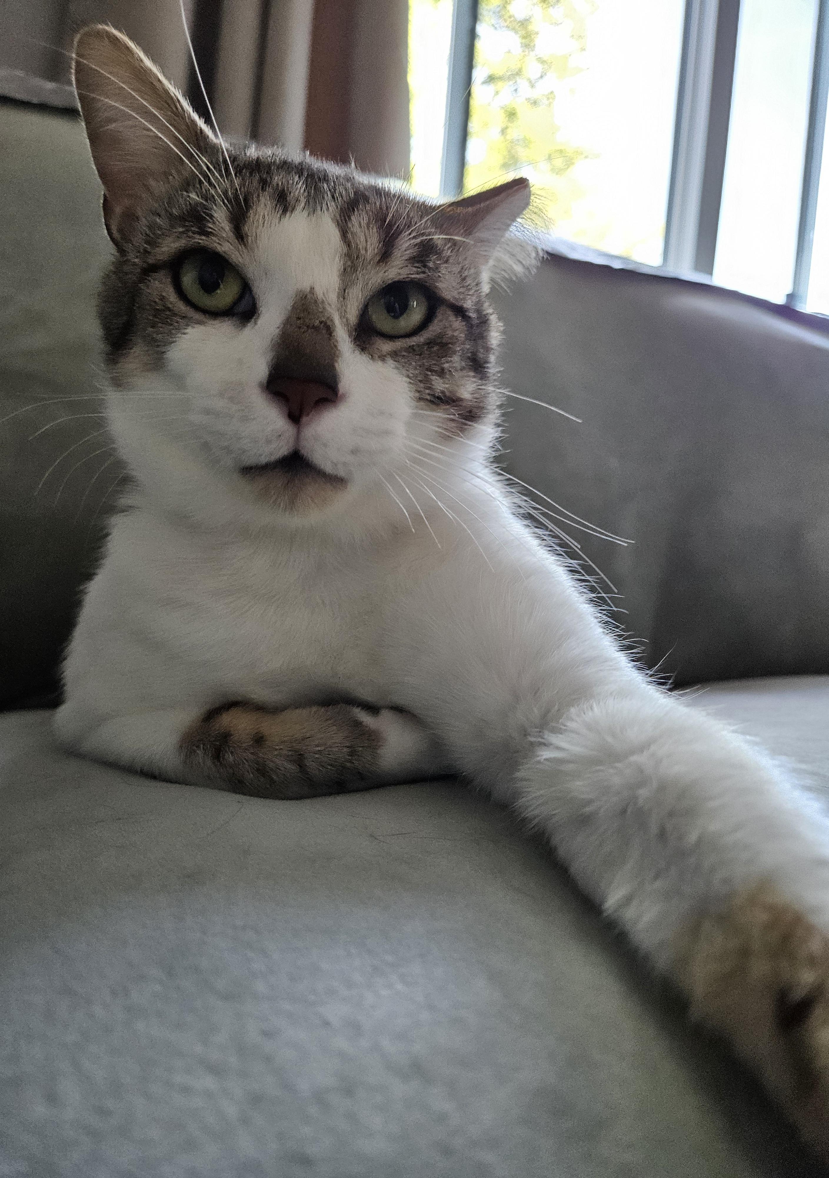 Vito, Adopted, Young Male Tabby.