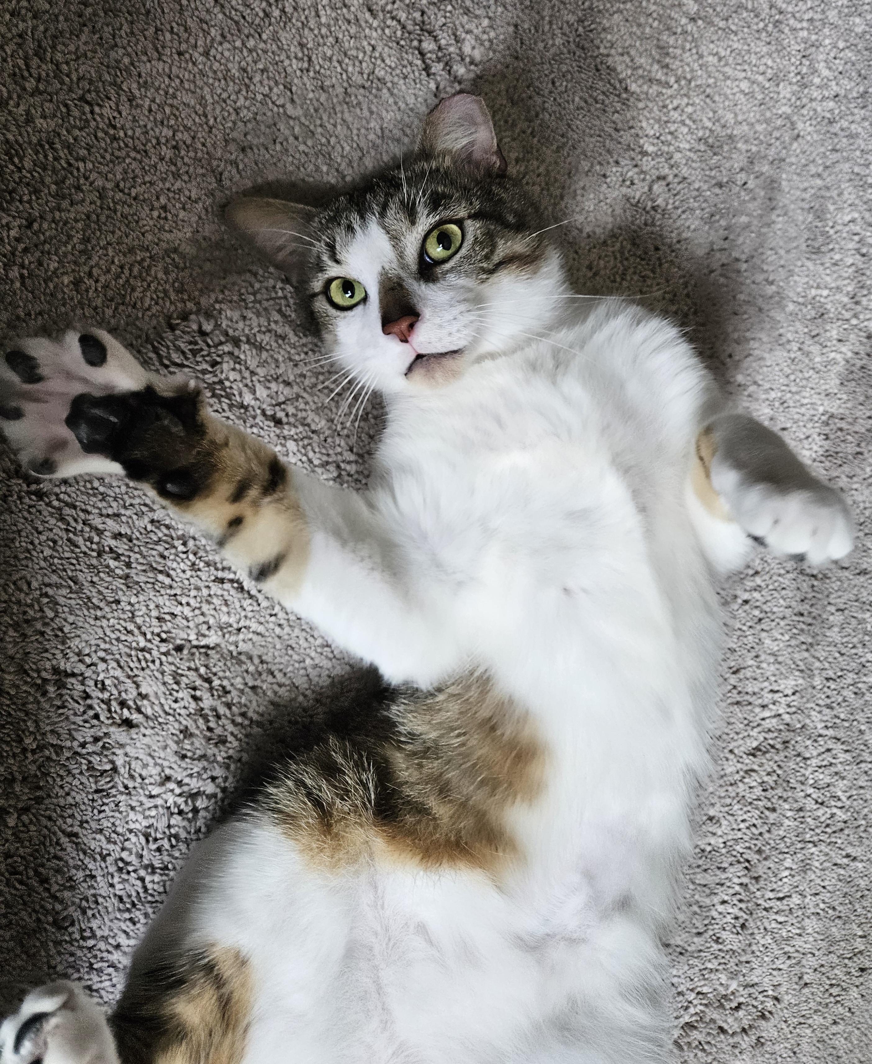 Enlarge Vito, a Adopted Tabby in Mount Clemens, MI image 2/5