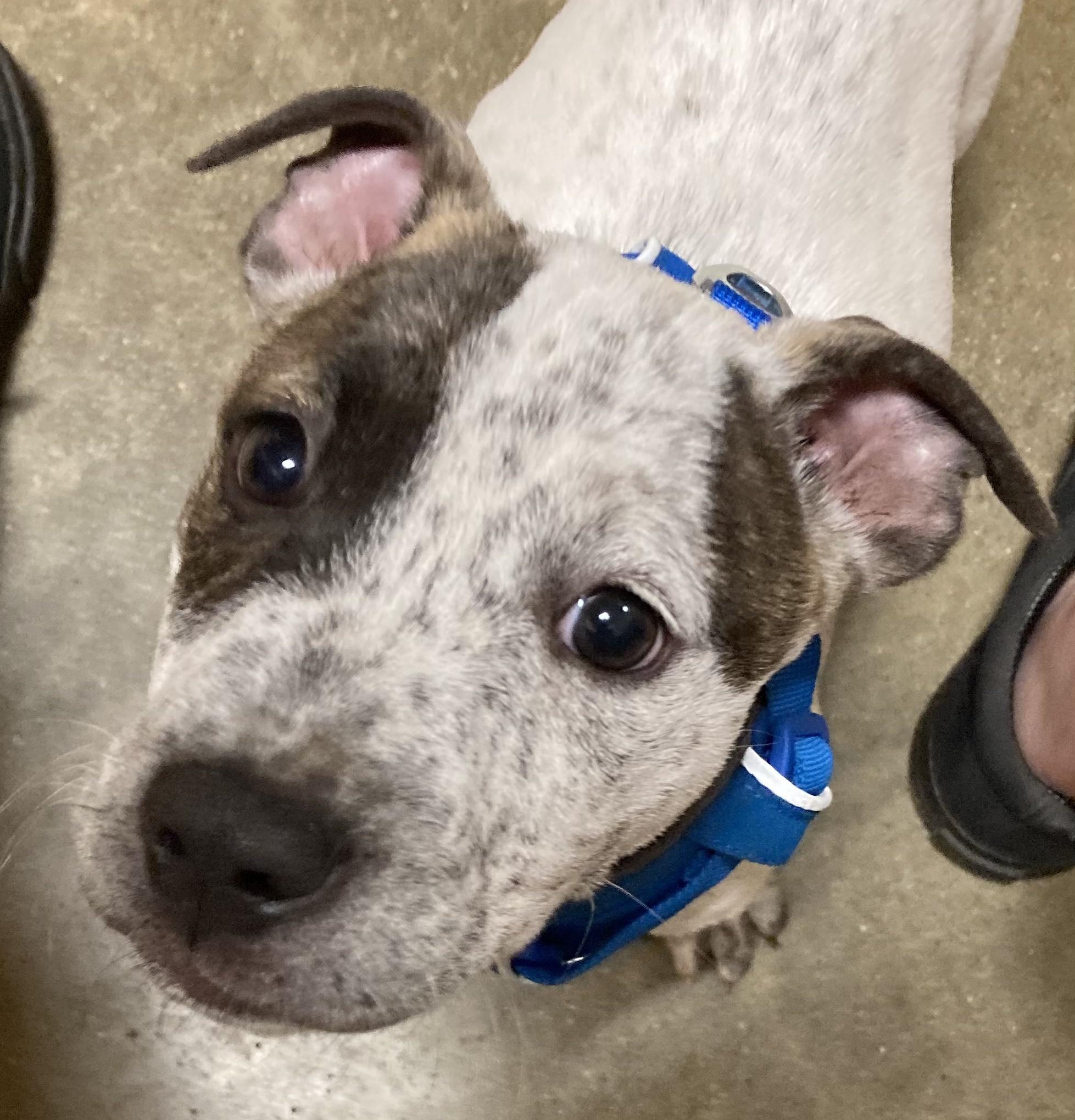 Zeus photo