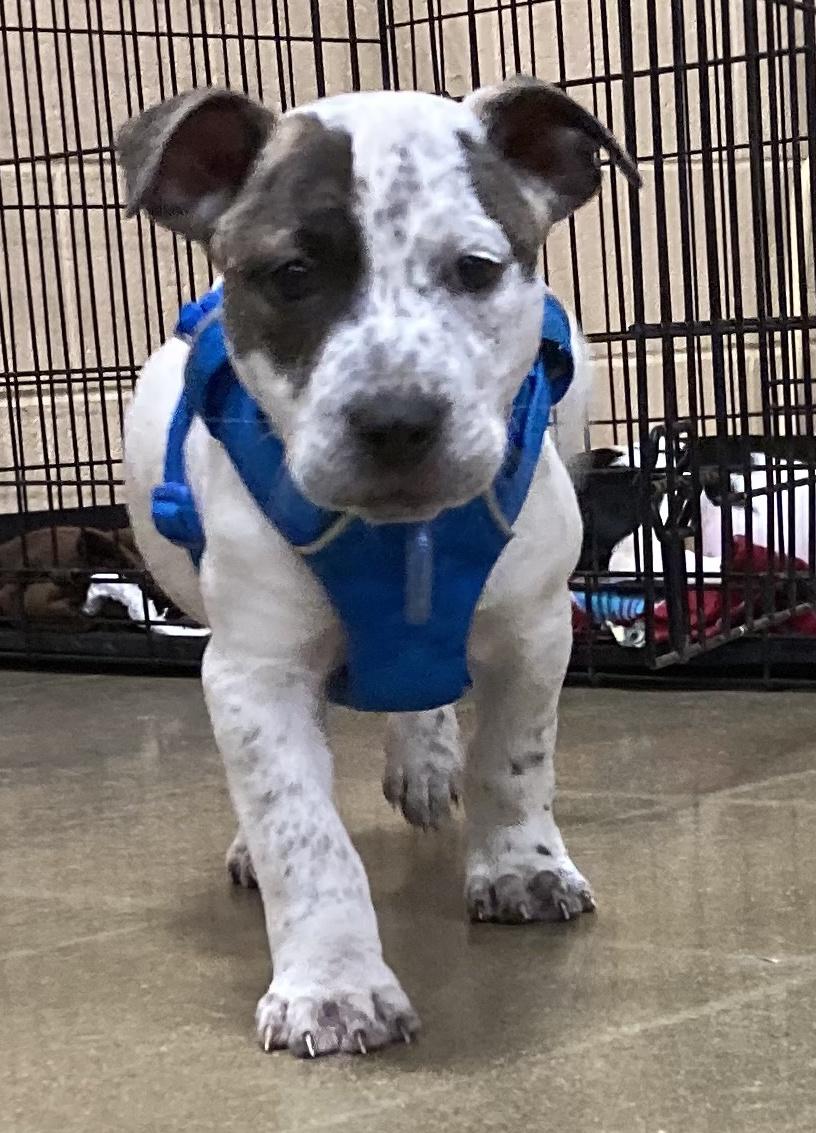 Enlarge Zeus, a Adoptable mixed breed in Smithfield, NC image 2/4
