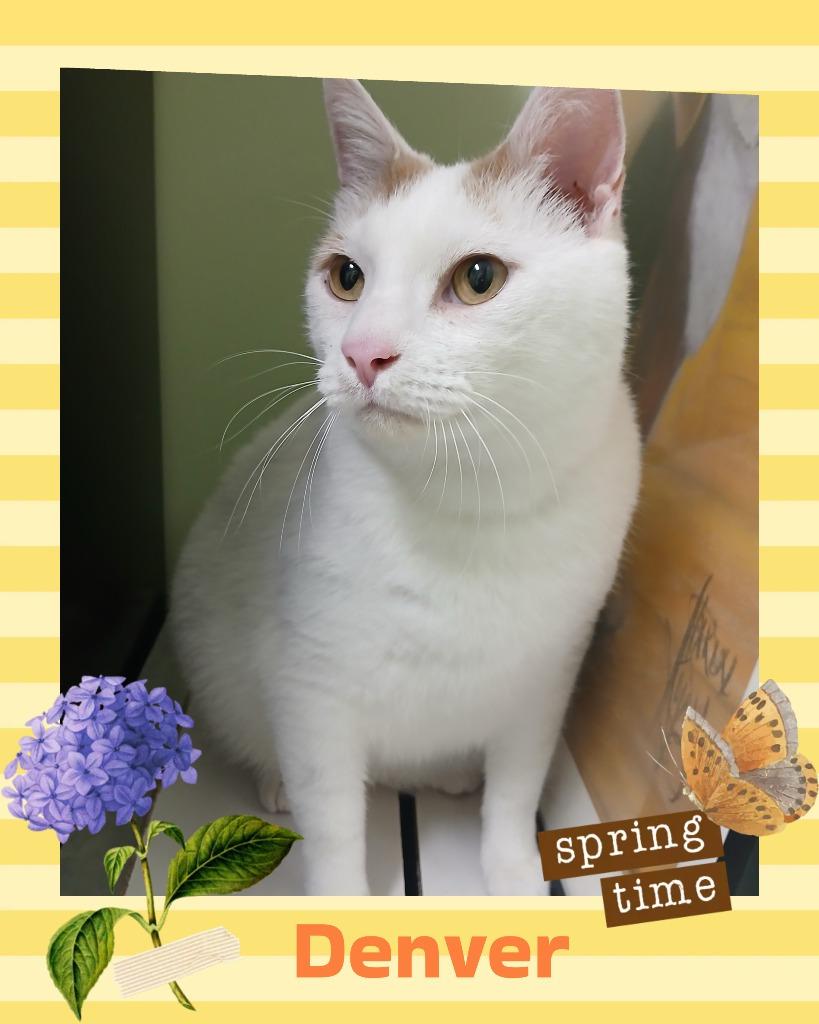 Enlarge Denver, a Adopted mixed breed in Utica, MI image 1/1