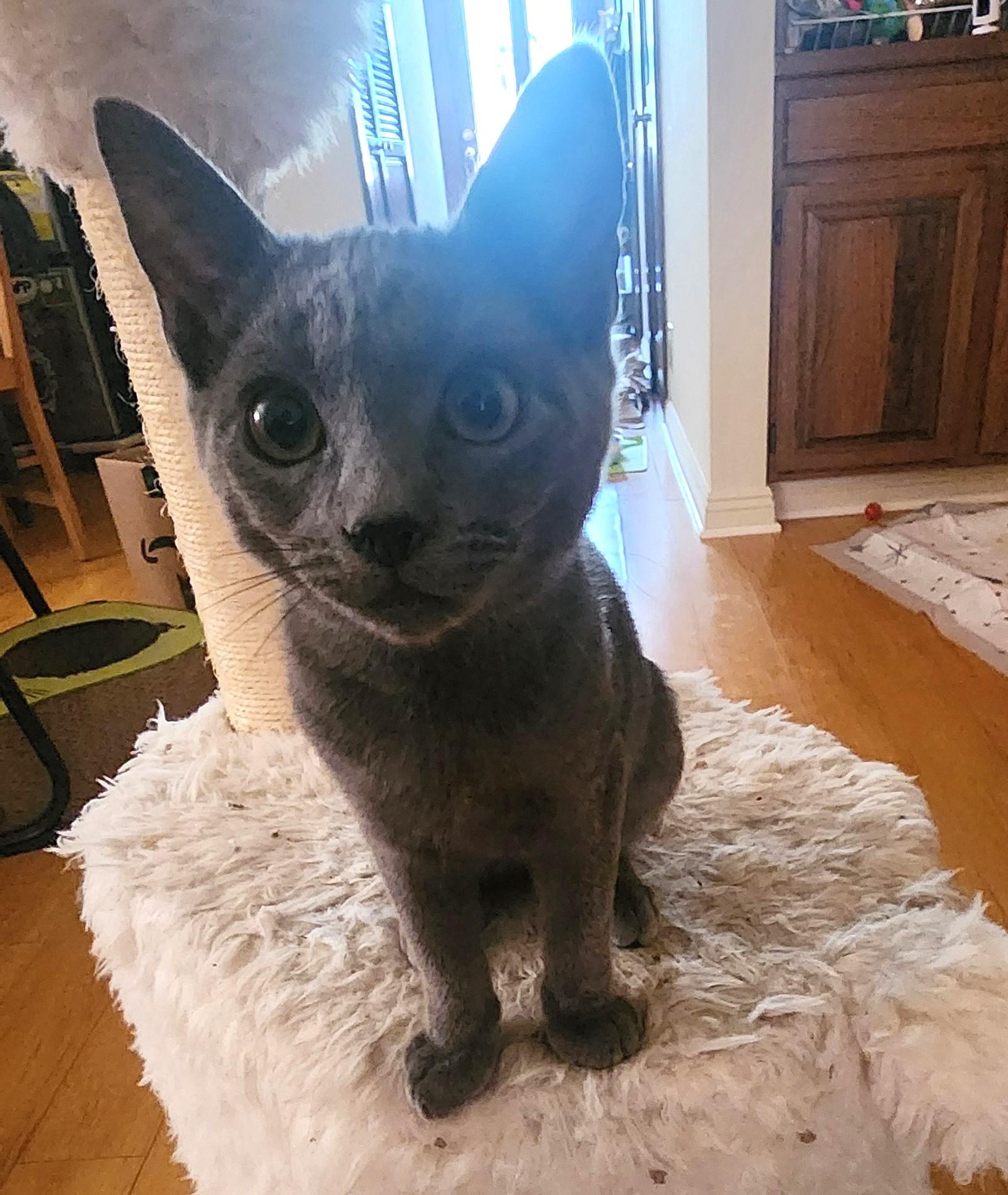 Enlarge Tinkerbell (A141296), a Adopted Domestic Short Hair in Burbank, CA image 3/6