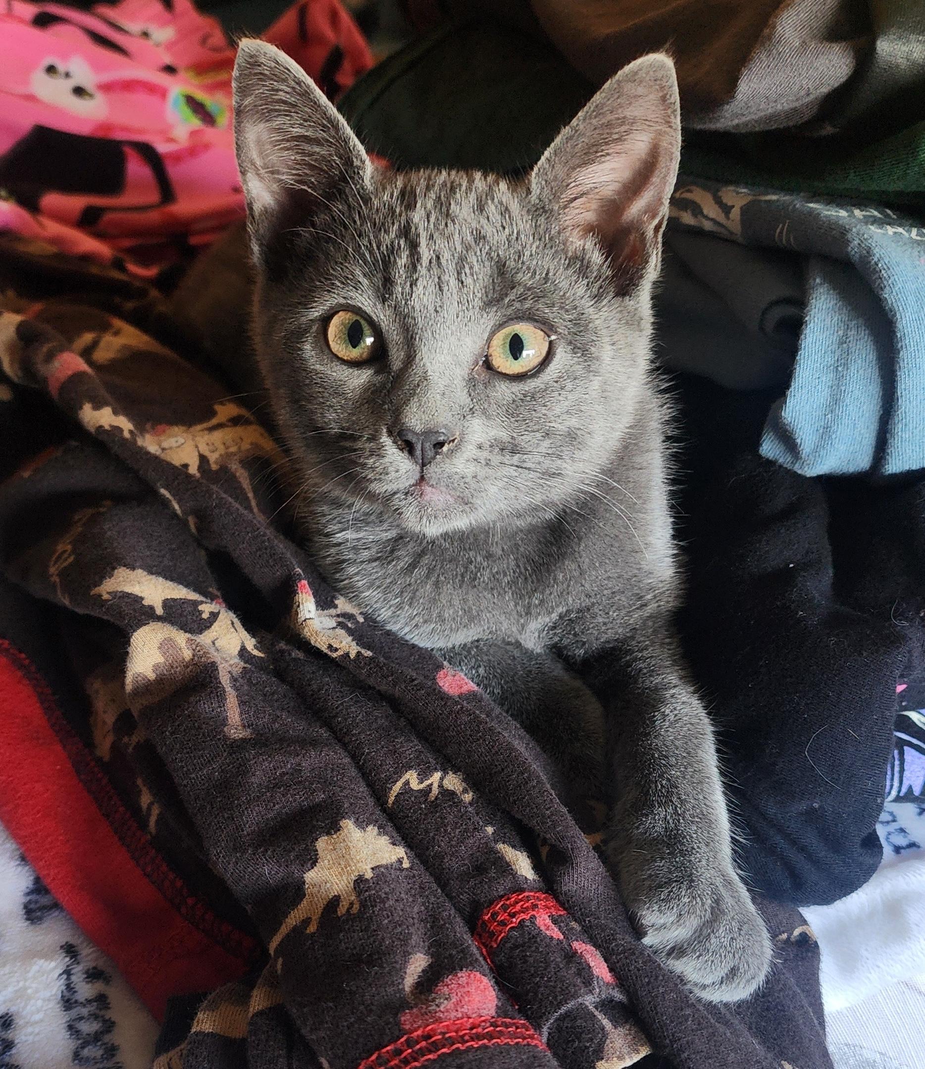 Tinkerbell (A141296), Adopted, Kitten Female Domestic Short Hair.