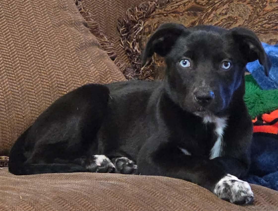 Enlarge Asiago, a Adoptable mixed breed in New Baltimore, MI image 1/2