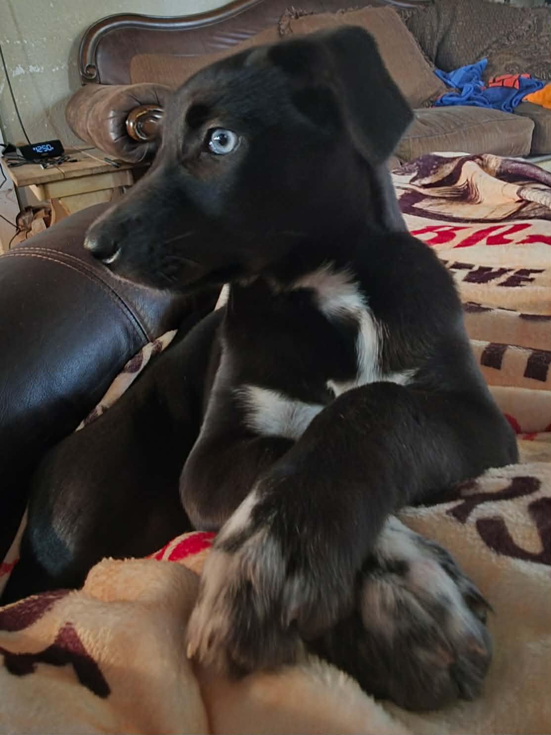 Enlarge Asiago, a Adoptable mixed breed in New Baltimore, MI image 2/2