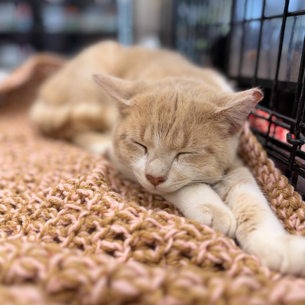 Tinsel, Adoptable, Young Male Domestic Short Hair.