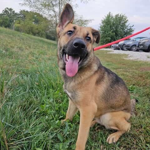 Enlarge Winnie, a Adoptable mixed breed in Chesterfield, MO image 2/4