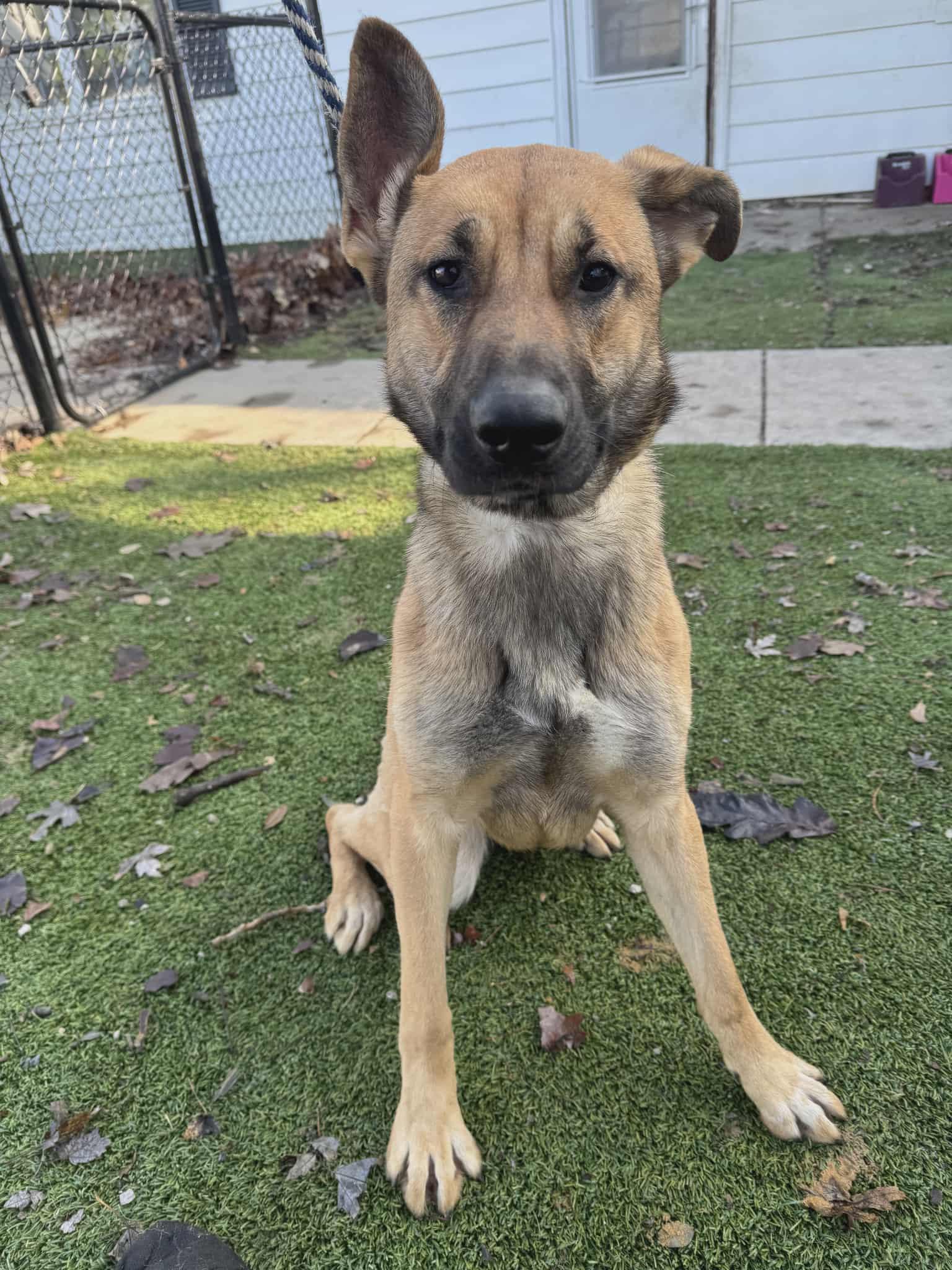 Enlarge Winnie, a Adoptable mixed breed in Chesterfield, MO image 3/4