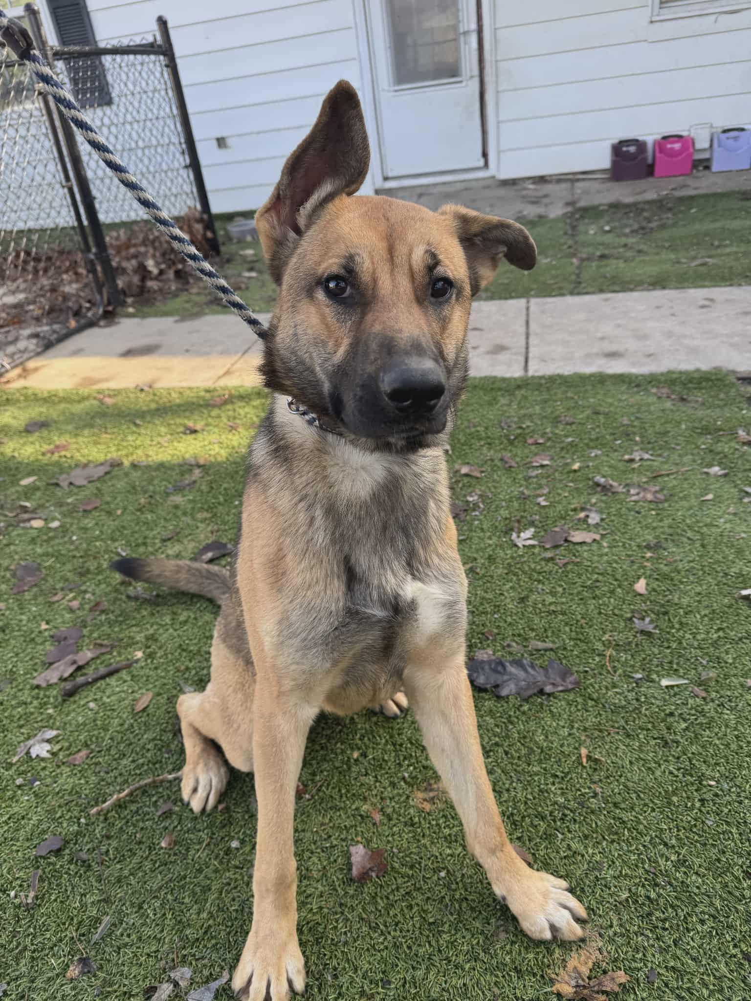 Enlarge Winnie, a Adoptable mixed breed in Chesterfield, MO image 4/4
