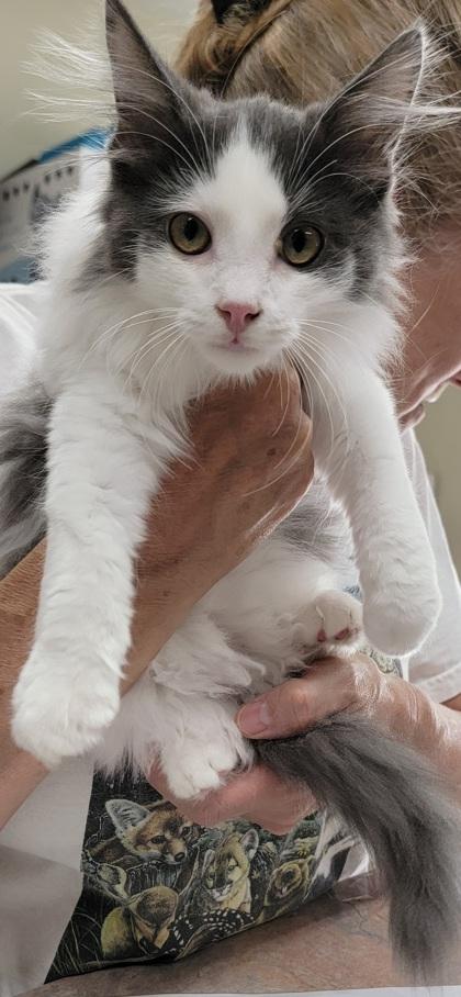 Twixxy, an adopted mixed breed in Bedford, IN image 2/2