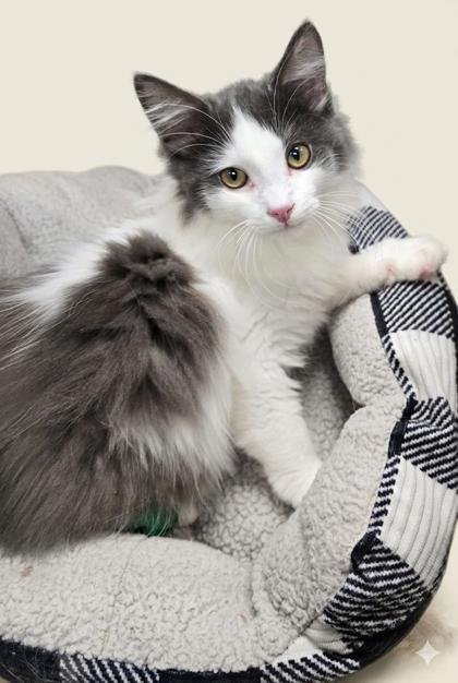Twixxy, an adopted mixed breed in Bedford, IN image 1/2