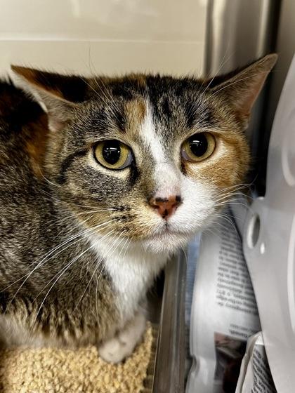 Enlarge Paint, a Adoptable mixed breed in Wichita, KS image 1/2