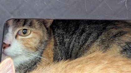 Enlarge Paint, a Adoptable mixed breed in Wichita, KS image 2/2