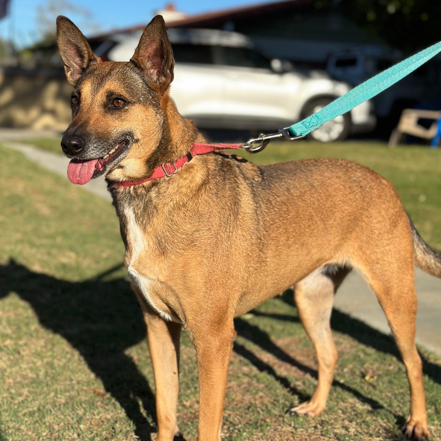 Athena, an adoptable mixed breed in Newport Beach, CA image 2/3