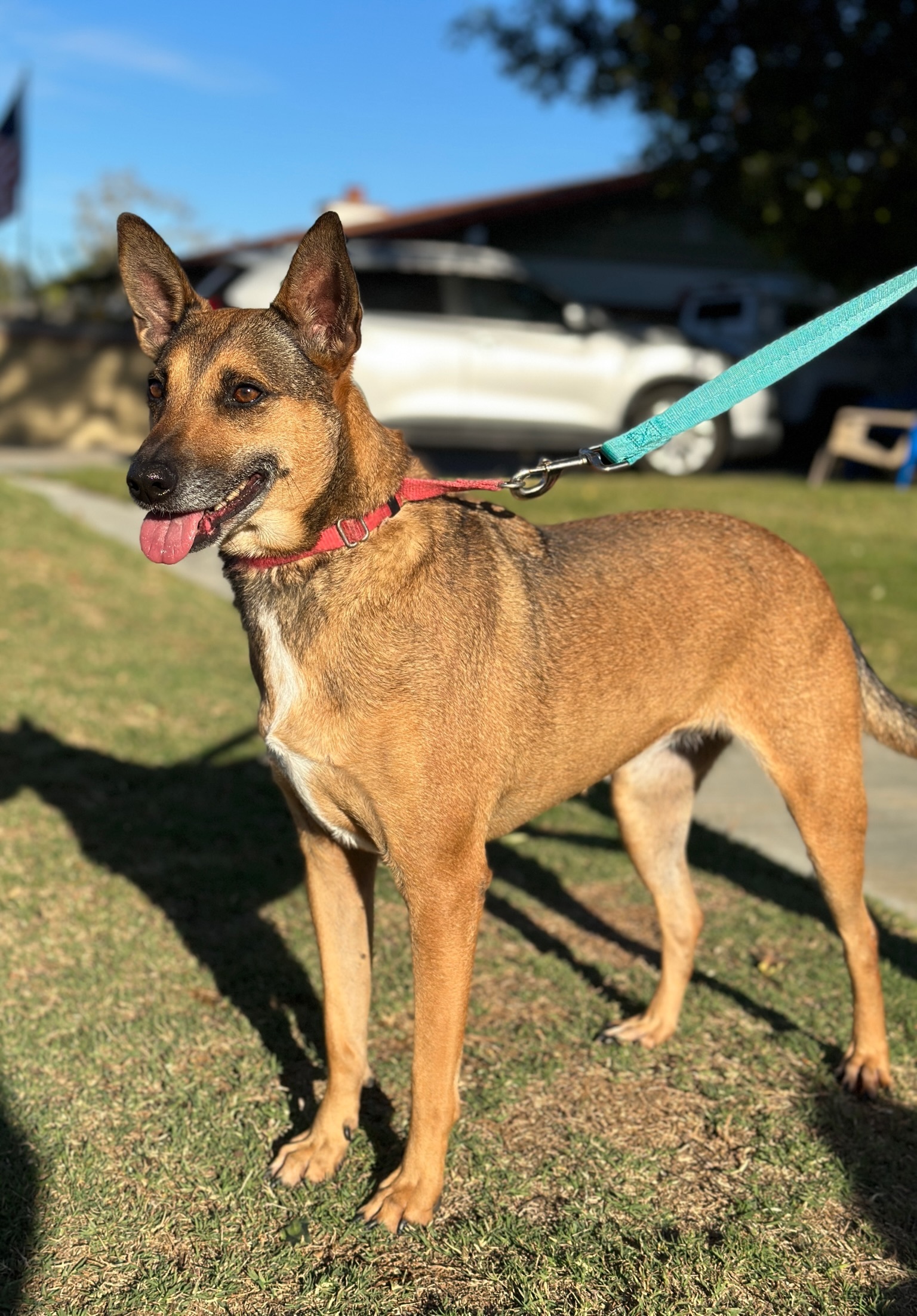 Enlarge Athena, an adoptable mixed breed in Newport Beach, CA image 2/3