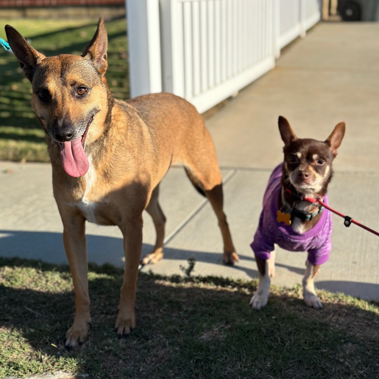 Athena, an adoptable mixed breed in Newport Beach, CA image 3/3