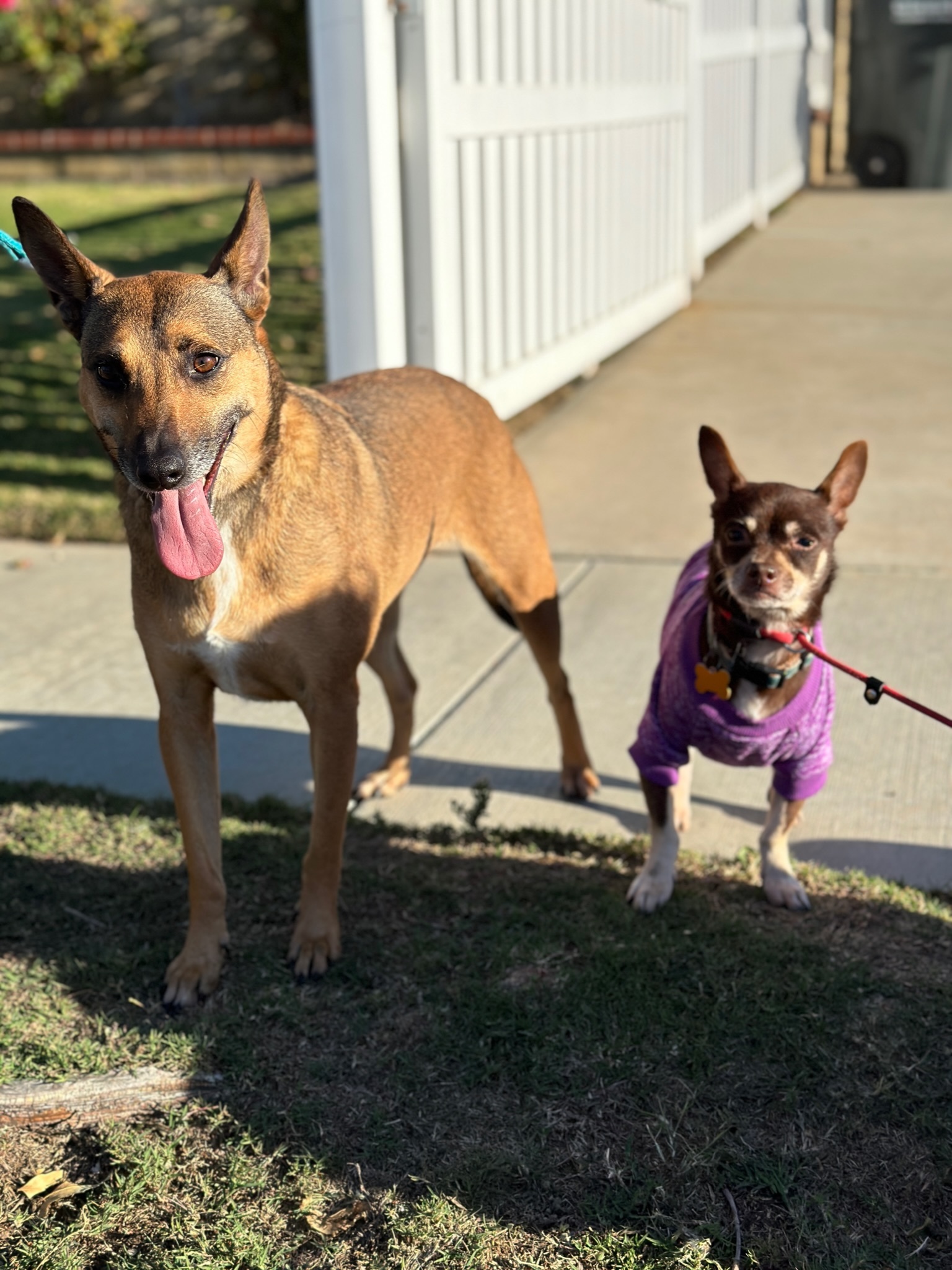 Enlarge Athena, an adoptable mixed breed in Newport Beach, CA image 3/3