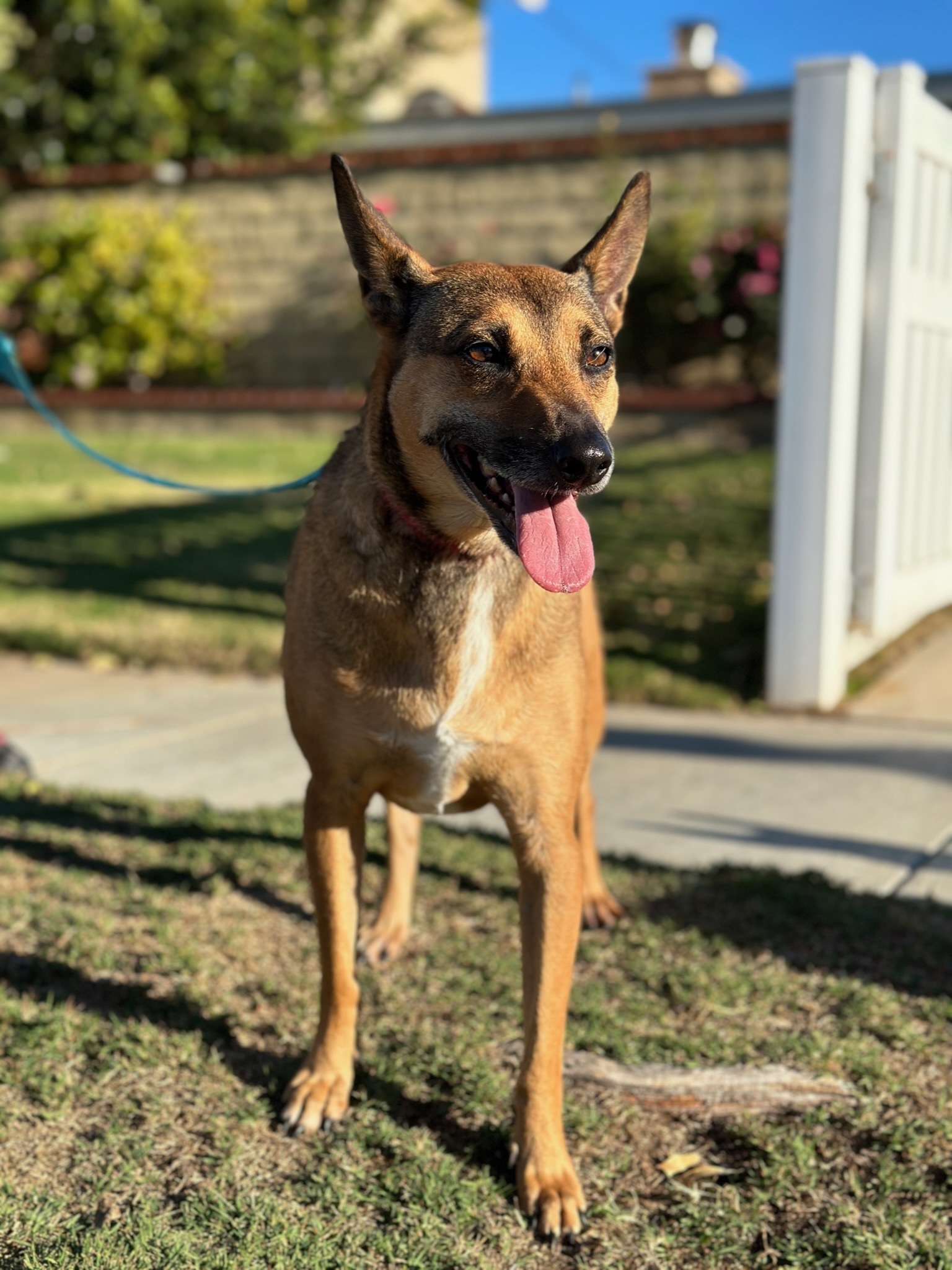 Enlarge Athena, an adoptable mixed breed in Newport Beach, CA image 1/3