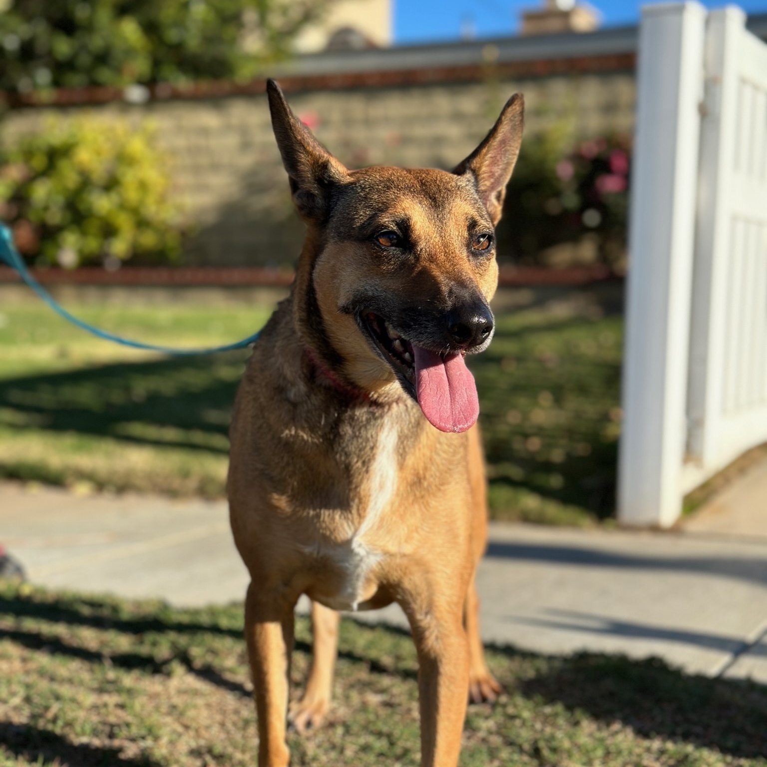 Athena, an adoptable mixed breed in Newport Beach, CA image 1/3