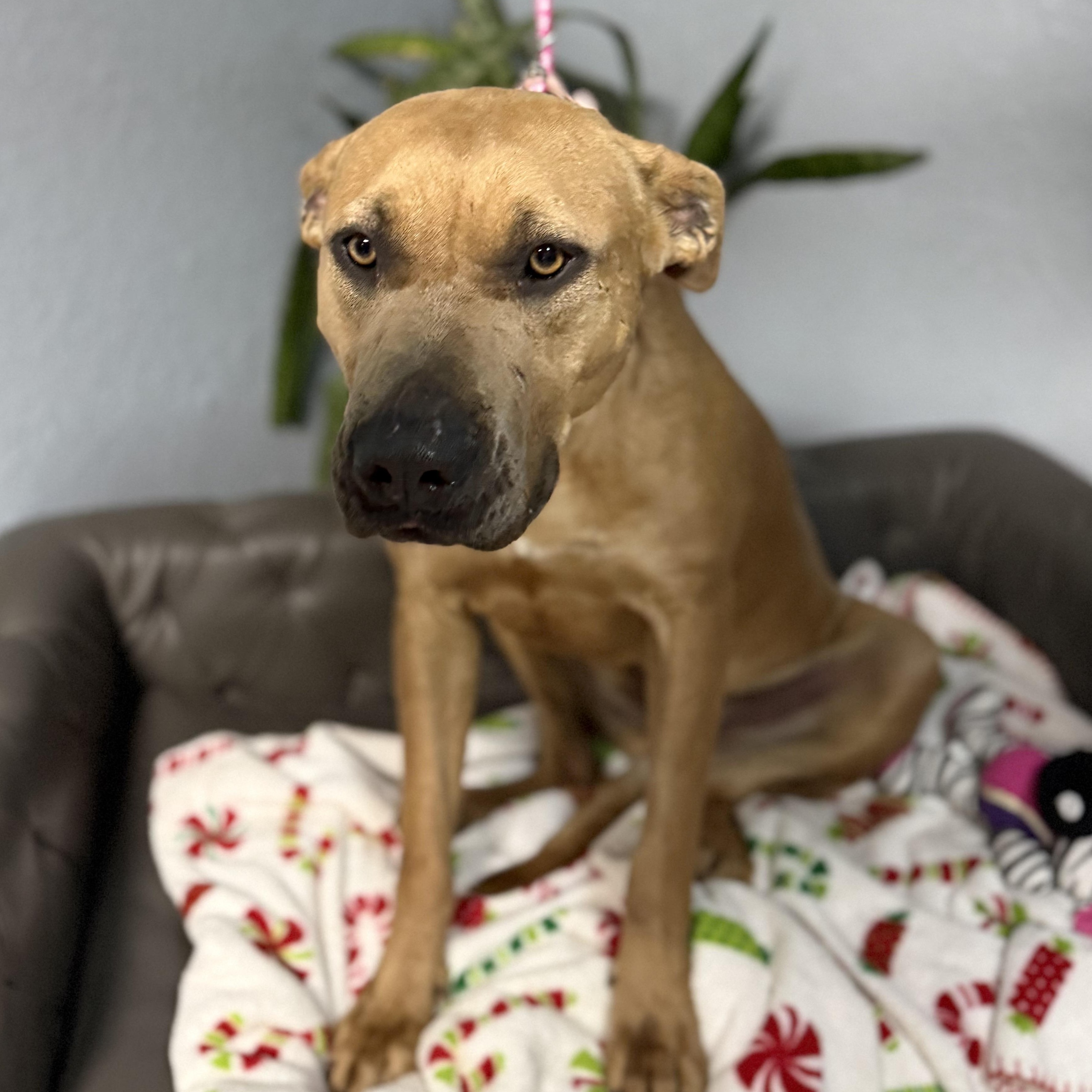 Lola Danforth, a Adoptable mixed breed in Oklahoma City, OK image 6/6