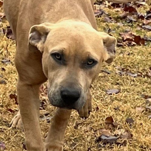 Lola Danforth, a Adoptable mixed breed in Oklahoma City, OK image 2/6