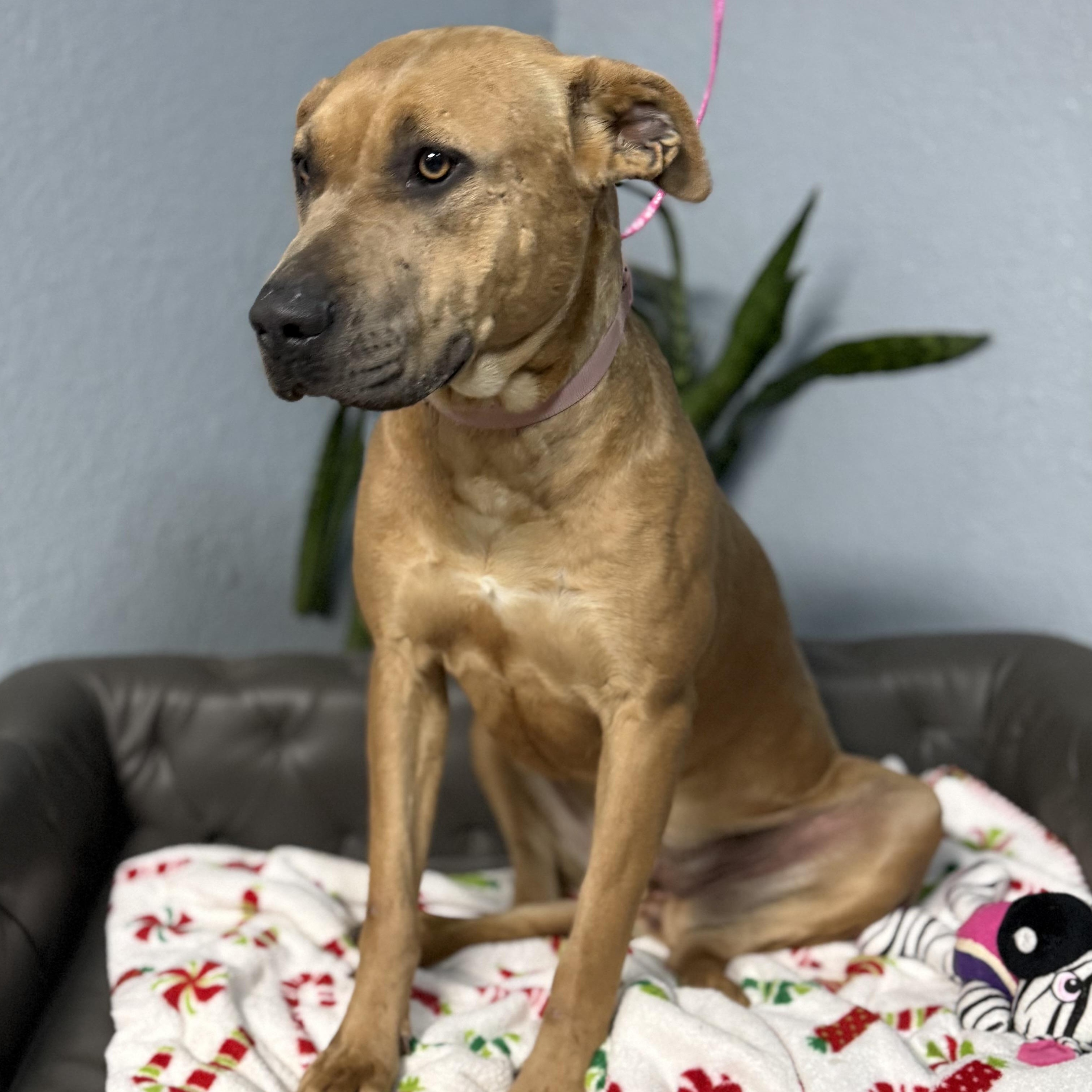 Lola Danforth, Adoptable, Adult Female Mastiff & Pit Bull Terrier.
