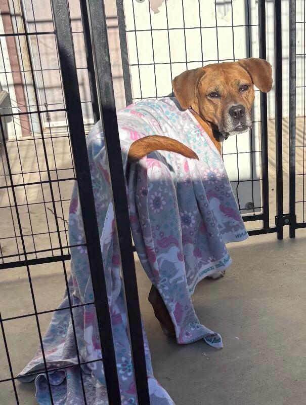 Fantastic Mr. Foxx, Adoptable, Adult Male Plott Hound & Mixed Breed.