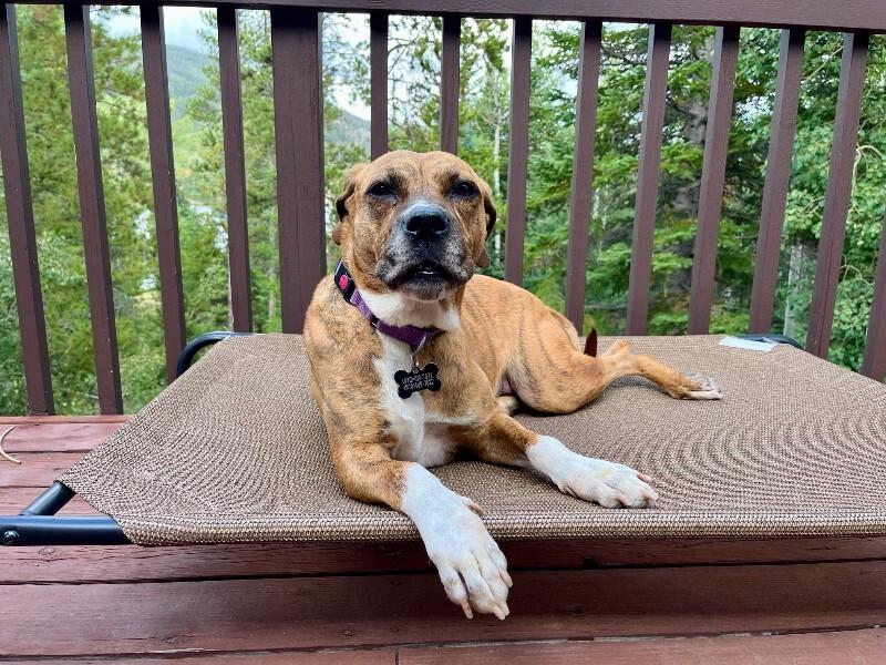 Fantastic Mr. Foxx, Adoptable, Adult Male Plott Hound & Mixed Breed.