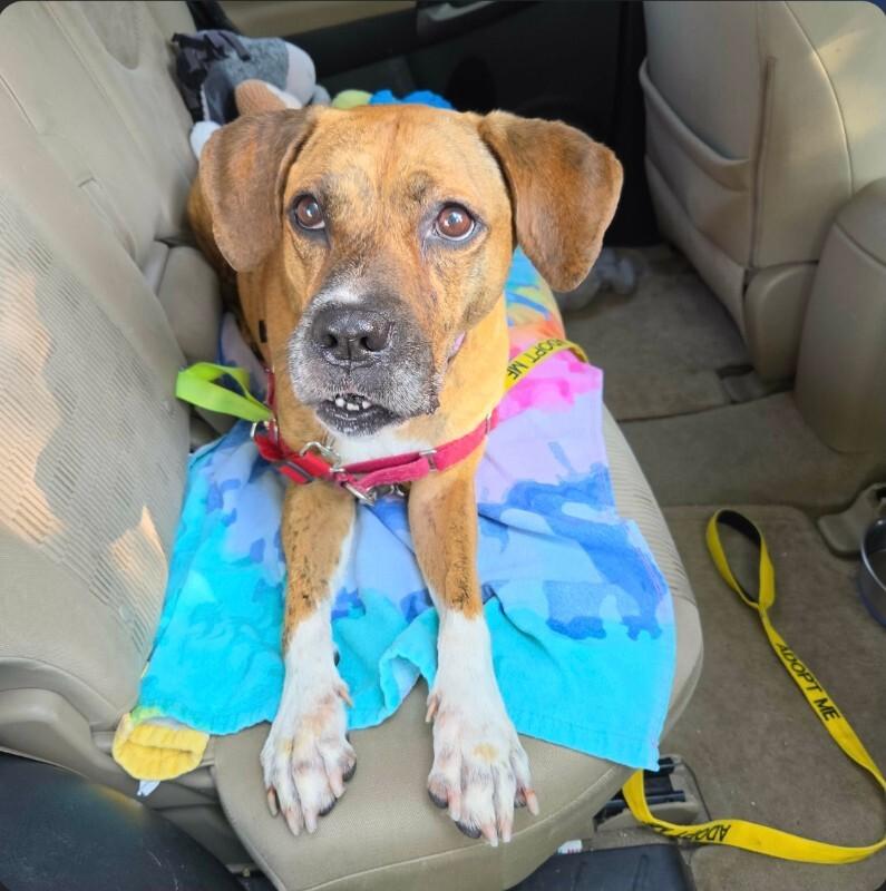Fantastic Mr. Foxx, a Adoptable mixed breed in Fort Collins, CO image 2/6