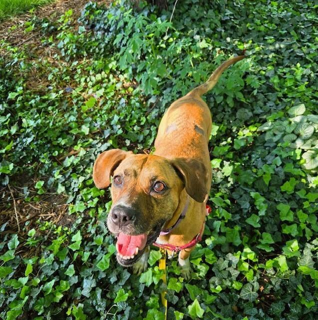 Fantastic Mr. Foxx, a Adoptable mixed breed in Fort Collins, CO image 3/6